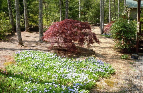 Helen Cabina | Cabaña en el río Soque ... ¡Excelentes tarifas! 7ma noche gratis