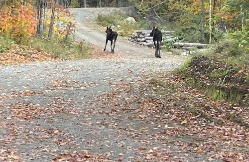 Abbot Cabina | Cabin on the ATV trail directly across from Piper Pond beach