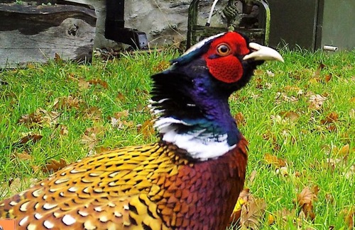 Cwmtirmynach Apartamento | Cae Coryn Cottages, Snowdonia (Troed y Graig)