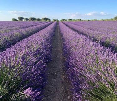 Lillo Casa | Casa Alba 2023