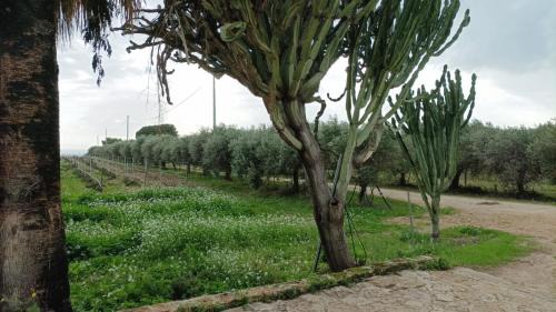 Menfi Casa | Casa Bouganville villetta tra le vigne e il mare