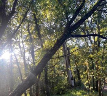 Tui Casa | Casa Celia Camino Portugues