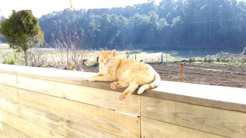 Arouca Casa | Casa d'Alvite - Arouca