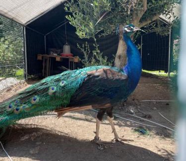 Mosteiro Casa | Casa de Lamaçais