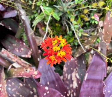 Balneario Arroio do Silva Casa | Casa de pedra