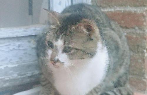 Cenicientos Casa | Casa en campo para desconectar en Madrid con Animales