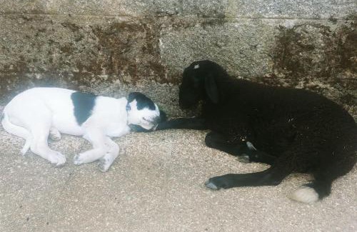 Cenicientos Casa | Casa en campo para desconectar en Madrid con Animales