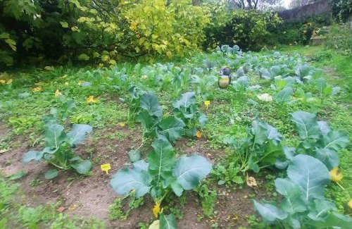 Cenicientos Casa | Casa en campo para desconectar en Madrid con Animales