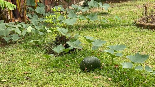 La Mandarina Casa | Casa Marigold