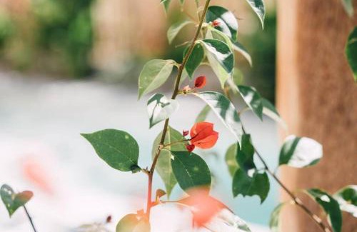 Barra de Colotepec Villa | Casa Nuez- Villa with AC, Pool and Magical Sunset Views