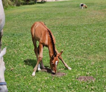 Sao Joao das Lampas Villa | Casa Seahorses b
