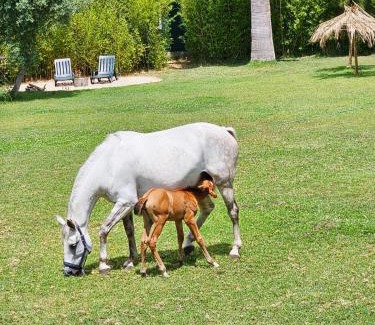 Sao Joao das Lampas Villa | Casa Seahorses b