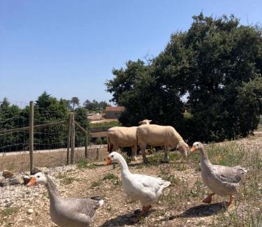 Rio Maior Casa | Casas de São José