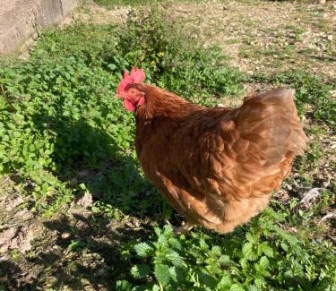 Rio Maior Casa | Casas de São José