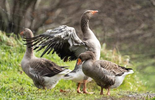 Molares Casa | Chalé da Quinta "Lavoura da Bouça - Fruta Bio"