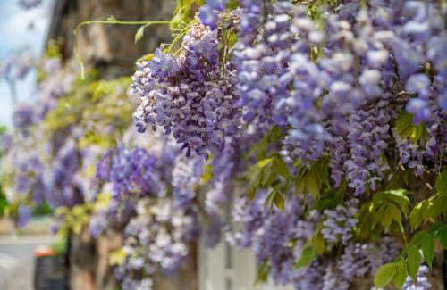 Cawthorne Casa | Chantry House