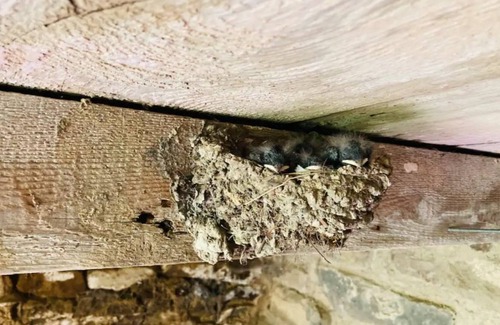 Slatington Otro | Charming 1800s Historic Stone Farmhouse on 4.5 lush acres