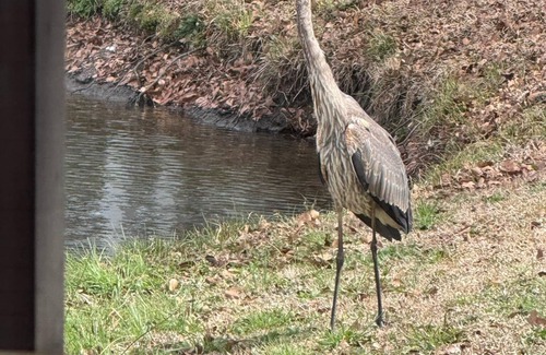 Pinetown Cabina | Charming 2-bedroom cabin with AC, WiFi in serene Jamesville