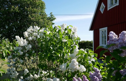 Laholm Cabaña | cabaña roja con gran ambiente en Hallandsåsen cerca de Bastad / Mellbystrand / Vallåsen Skiresort