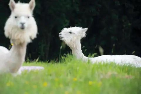 Pembroke Otro | Chick