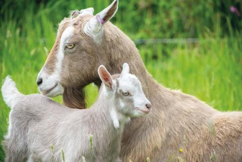 Pembroke Otro | Chick