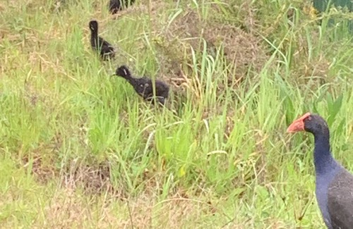 Motueka Apartamento | Cerca de Motueka, Kaiteriteri y Abel Tasman National Park