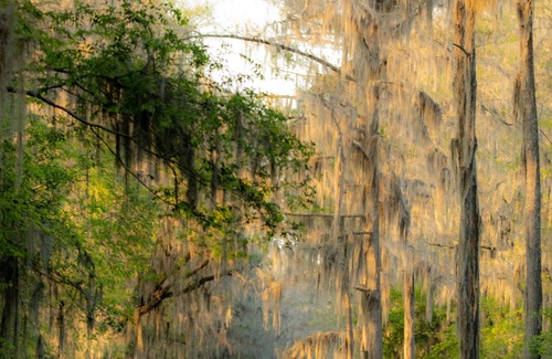 Karnack Casa | Come enjoy the best that Caddo Lake has to offer!