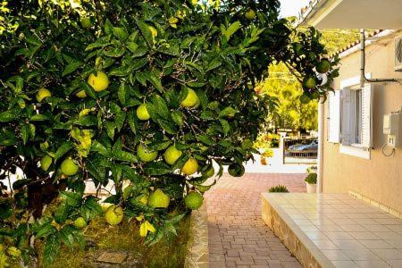 Davgata Apartamento | Cottage Sakkatos