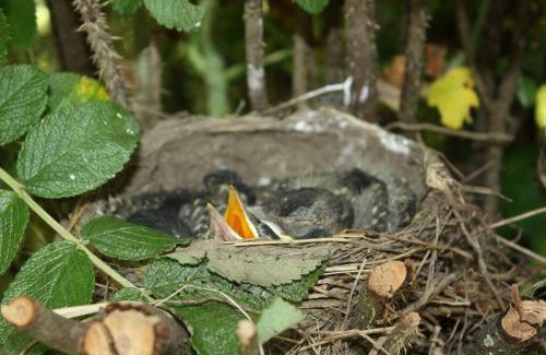 Drummond-North Elmsley Apartamento | Cozy Waterfront Cottage, WiFi-Netflix-Dog Friendly