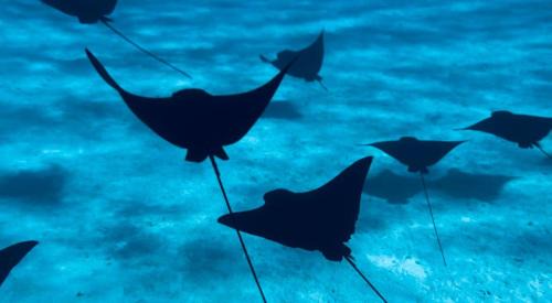 Bora Bora Alquiler De Eote | Croisière paradisiaque à Bora bora