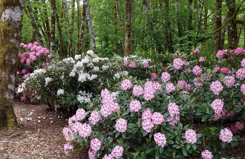 Lewis County Casa | Inicio de registro personalizado