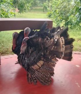 Jhargram Complejo | Dulung Bari Resort by Six Seasons Celebrations