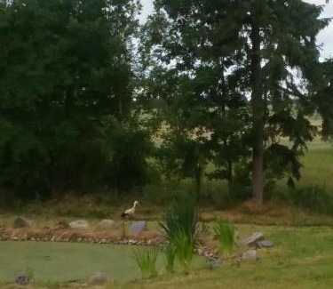 gmina Bedzino Cama Y Desayuno | Dworek Natury