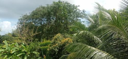 Mahe Island Apartamento | Ecolodge Self-Catering 3