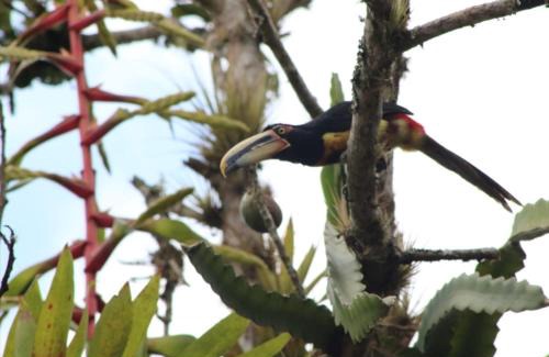 Nanegalito Complejo | El Paraíso Escondido De Los Yumbos