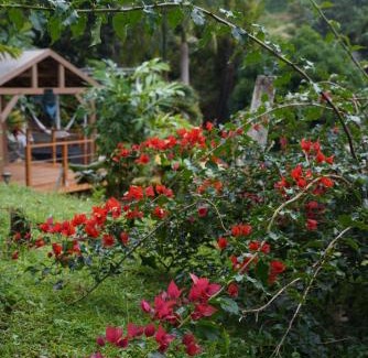 Rio Blanco Cabina | El Yunque Waterfalls Romantic Stay at Casa Parcha