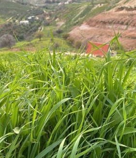 Suwailih Casa | Farah's Cottage