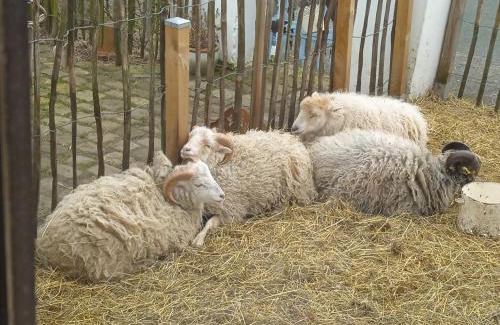 Munster im Heidekreis Casa | Ferienhaus mit Minibauernhof