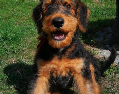 Frankfurt an der Oder Apartamento | Ferienwohnung Kühl