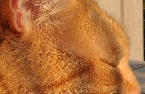 Mechernich Apartamento | Ferienwohnung Roter Kater am Nationalpark Eifel