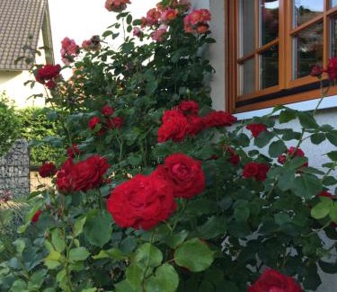 Raben Steinfeld Apartamento | Ferienwohnung Störblick Schwerin