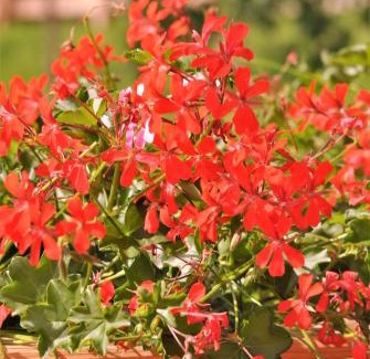 Alpbach Apartamento | Ferienwohnungen H&P