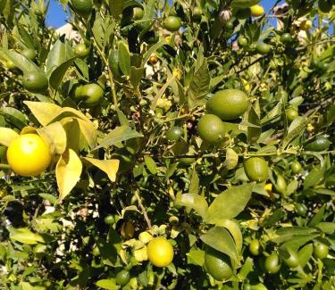 Callosa d' En Sarria Cabina | Finca Caracol