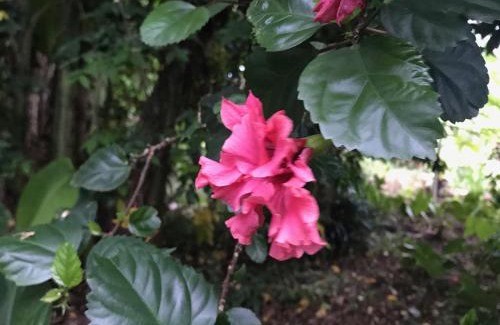 Capesterre-Belle-Eau Casa | Flane Gite Rural De Tourisme