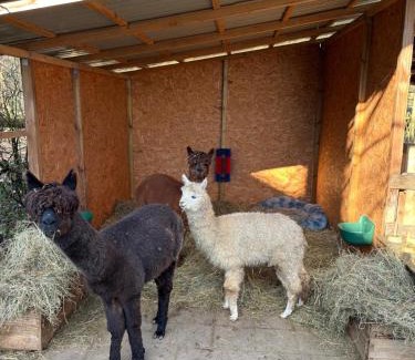 Wonsheim Casa | Forsthäuschen am Ponyhof