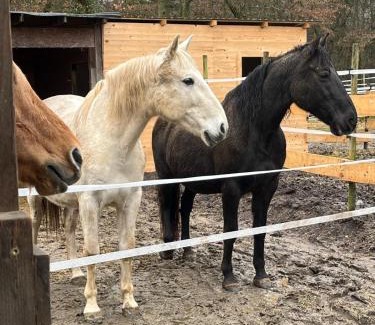 Wonsheim Casa | Forsthäuschen am Ponyhof