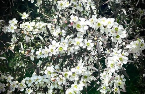 Moss Vale Apartamento | French Boutique Loft Apartment @Chapmans+breakfast