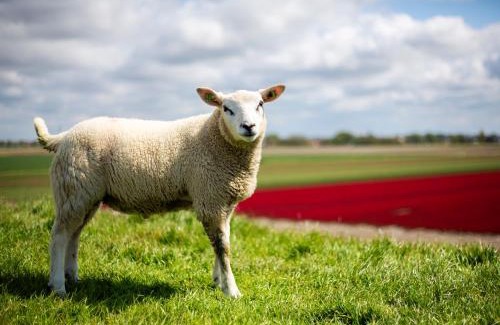 Tzummarum Villa | Friesland Villa & Blick auf den Horizont