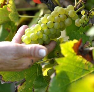 Longuich Hotel | Gästehaus Wein im Turm