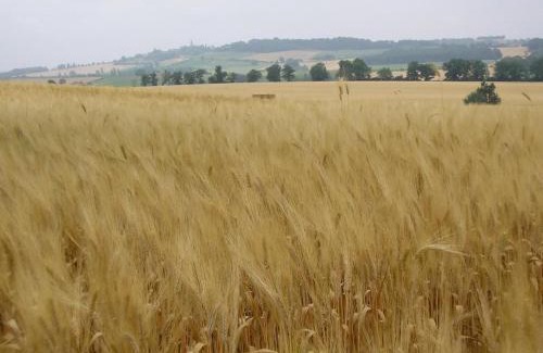 Preignan Casa | Gîte gascon Le Bataillé